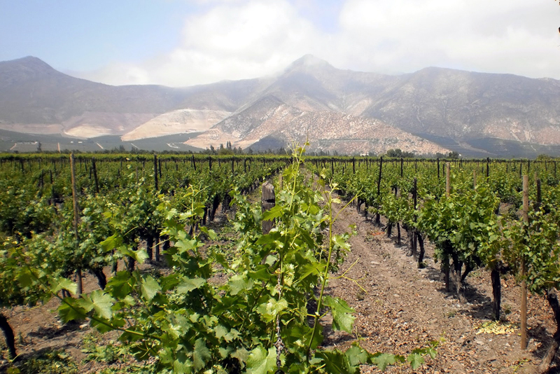 Tour Vinicola Sánchez de Loira