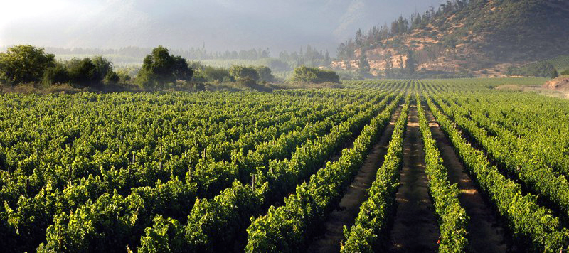 Viñedos Viña Tarapacá