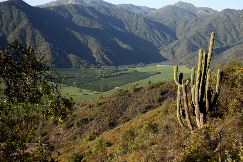 Vinicola Veramonte - Casablanca